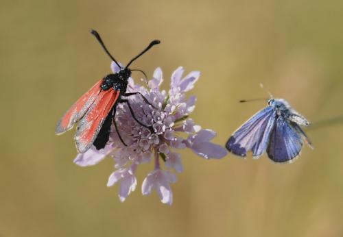 Zygaena erythrus